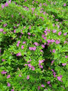 Cuphea hyssopifolia (Cuphea, Dwarf Mexican Heather)