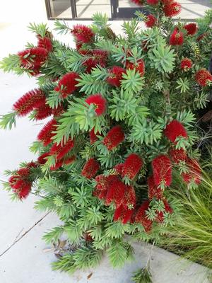 Callistemon citrinus (Bottlebrush, Dwarf)