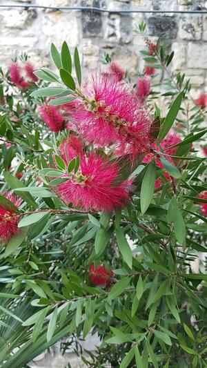 Callistemon citrinus (Bottlebrush)