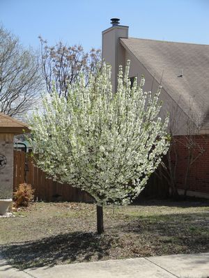 Pyrus calleryana (Pear, Bradford)