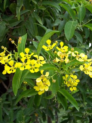 Mascagnia macroptera (Butterfly Vine)