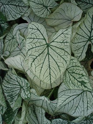 Caladium x (Caladium)