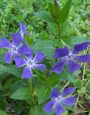 Vinca major (Vinca Major)