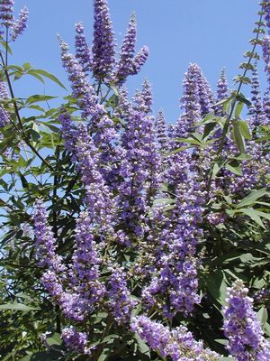 Vitex agnus-castus (Vitex, Chaste Tree)