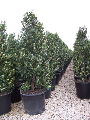 Prunus caroliniana (Cherry Laurel, Compact)