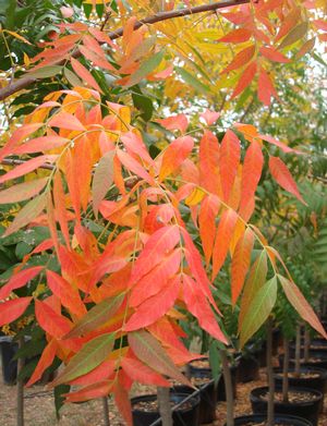 Pistacia chinensis (Pistache, Chinese)