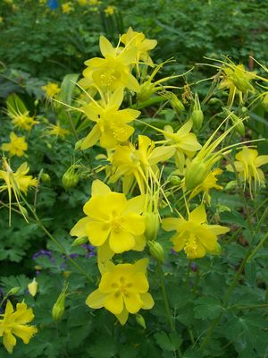 Aquilegia hinckleyana (Columbine)