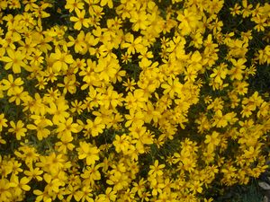 Tagetes lemmonii (Copper Canyon Daisy)