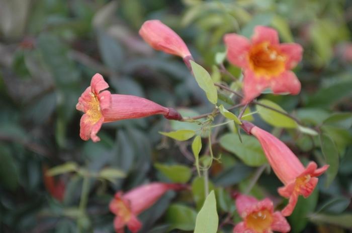 Bignonia capreolata Tangerine Beauty