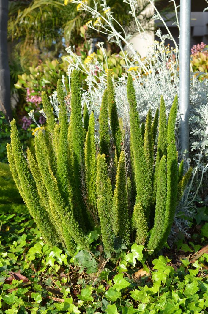 Asparagus densiflorus Meyerii