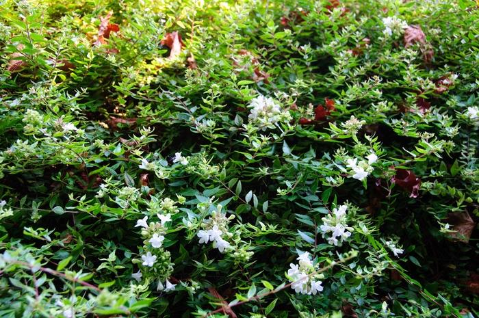 Abelia x grandiflora Sherwoodii