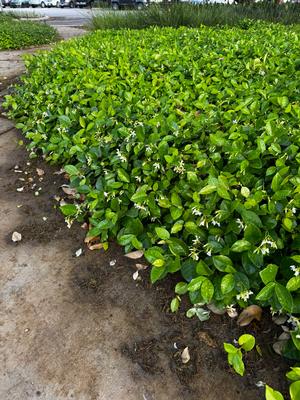 Asian Jasmine blooms in the spring behind Mortellaro's Office. 