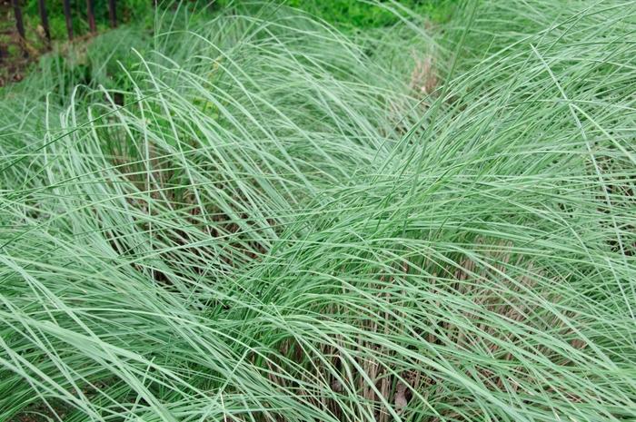 Muhlenbergia lindheimeri 