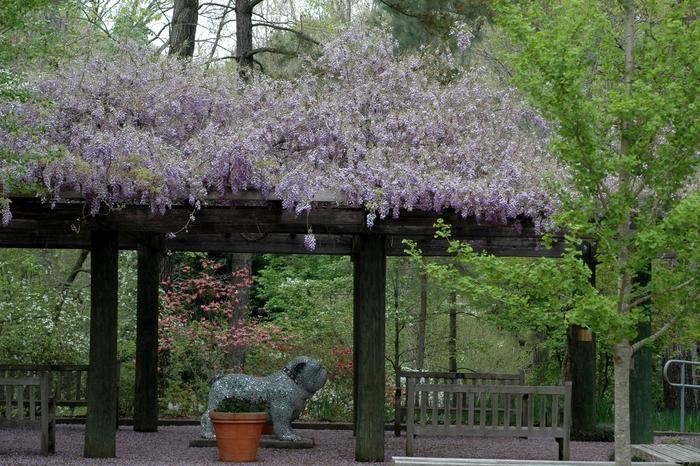 Wisteria at San Antonio Botanical Gardens