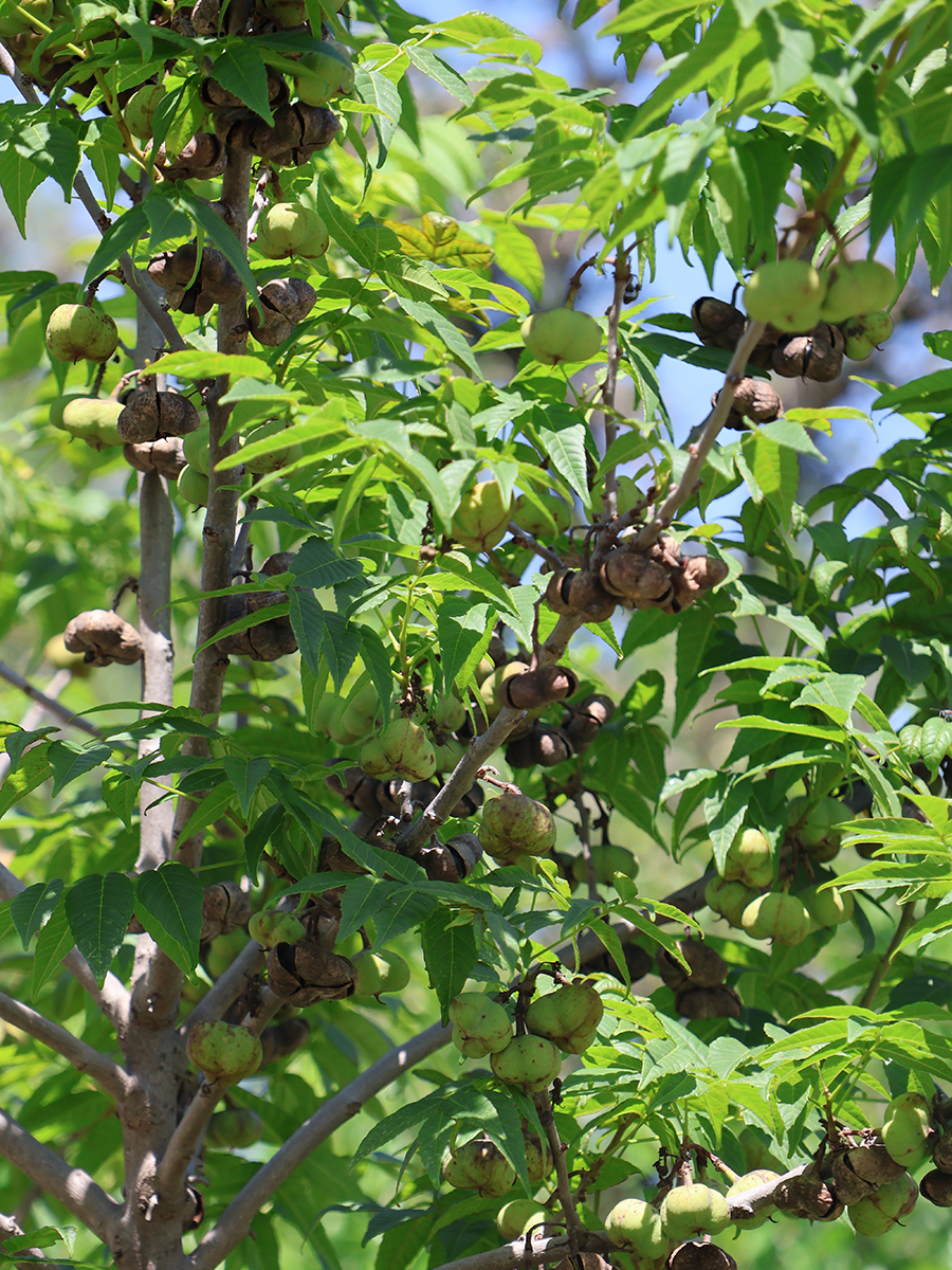 Ungnadia speciosa - Buckeye, Mexican from Mortellaros