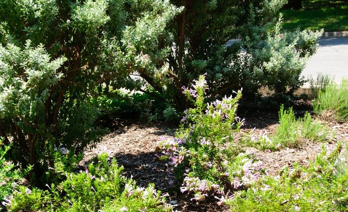 Poliomintha longiflora 