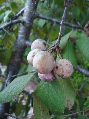 The fruits in the fall.