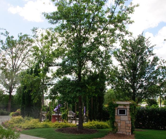 In the late fall and spring, half the leaves do drop. 