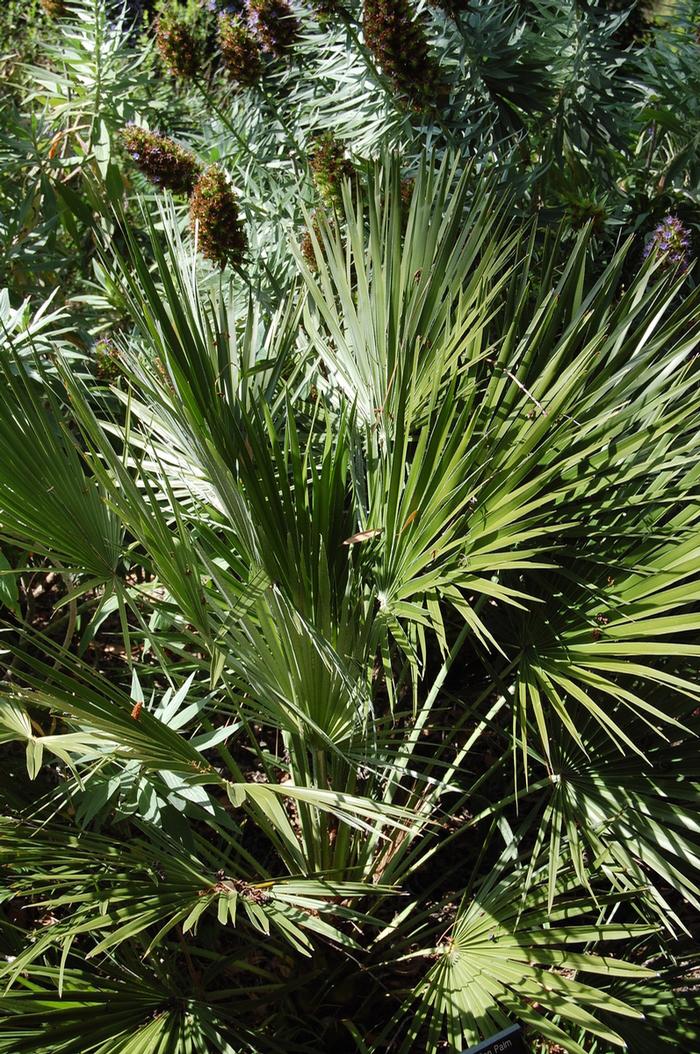 Chamaerops humilis 