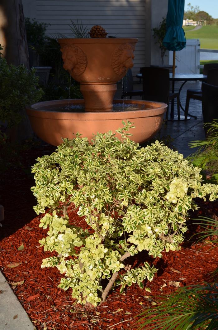 Pittosporum tobira Variegata