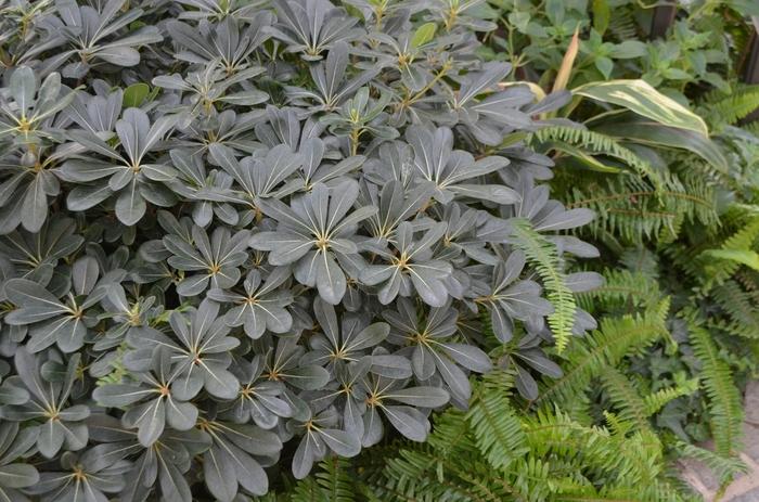 Pittosporum tobira Wheelers Dwarf