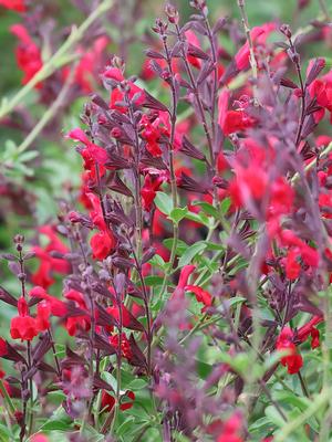 Salvia Furman's Red at Mortellaro's