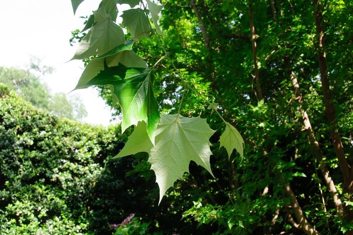 Leaves of the Mexican Sycamore