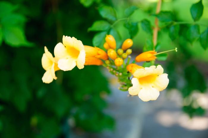 Campsis radicans Madam Galen
