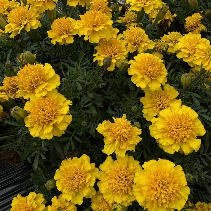 Tagetes erecta Janie