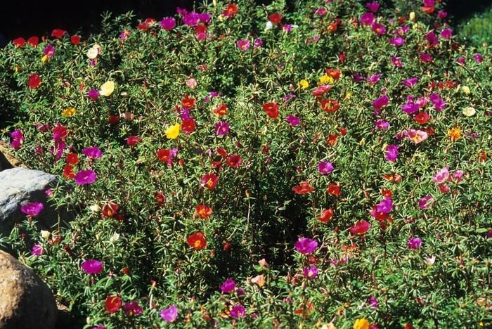 Portulaca grandiflora 