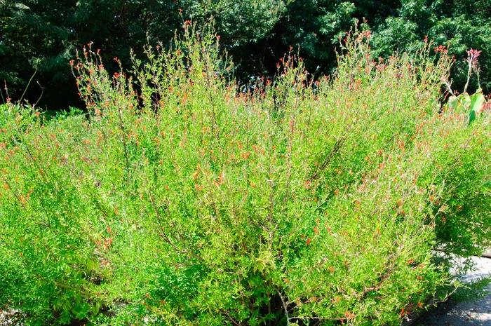 Anisacanthus quadrifidus (var. wrightii) 