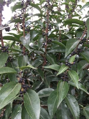 Xylosma foliage & berries