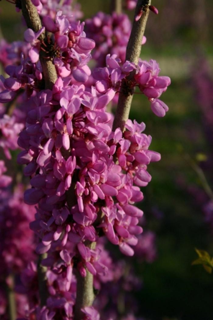 Cercis canadensis Avondale Redbud