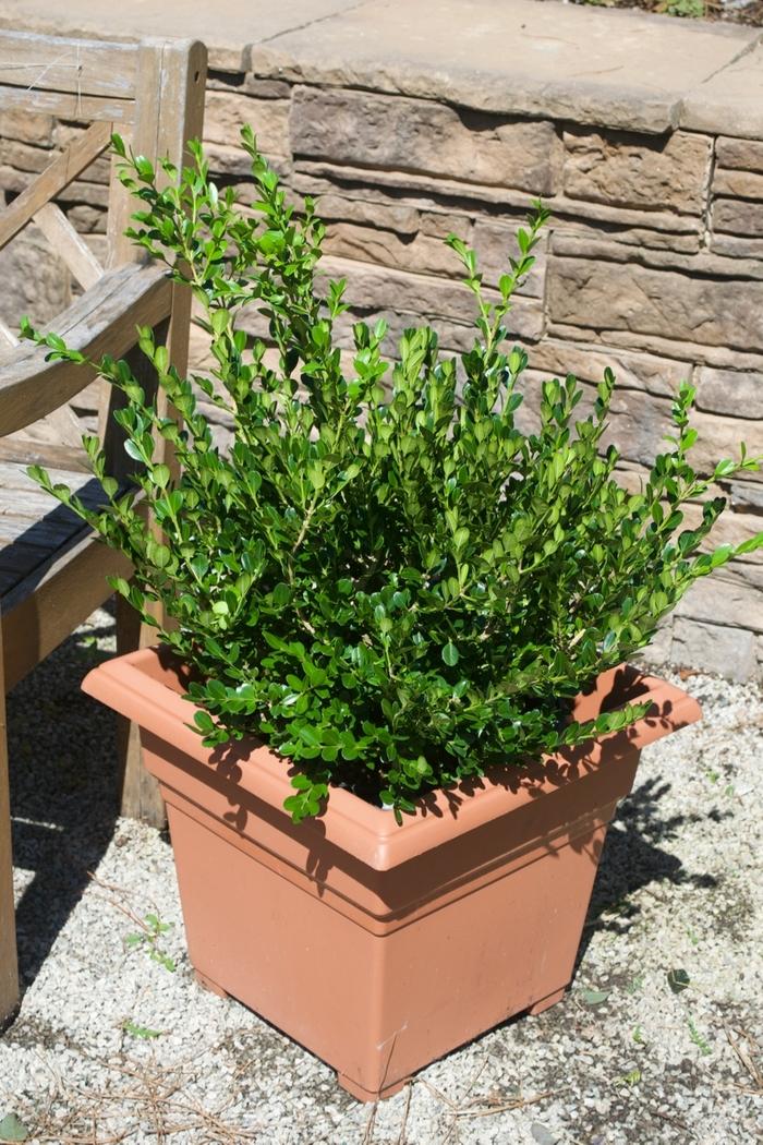 Buxus microphylla Winter Gem