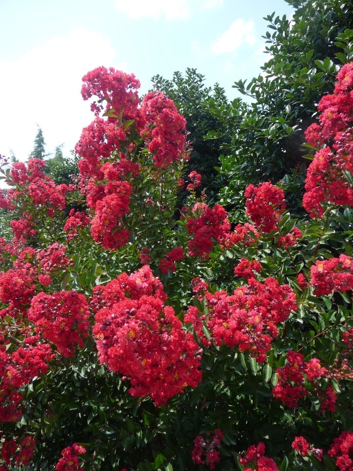 Lagerstroemia indica Red Rocket