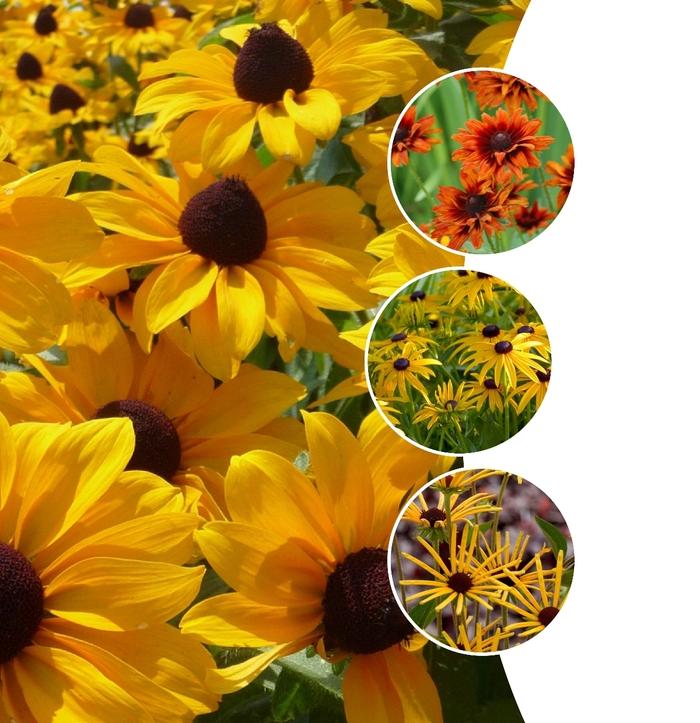 Rudbeckia fulgida Goldstrum