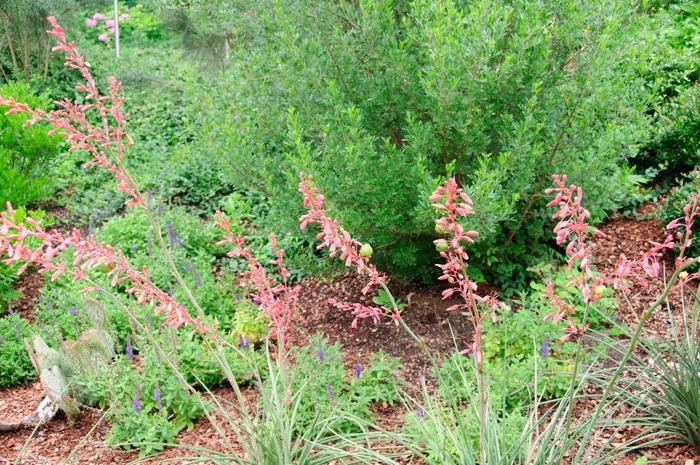 A Yellow varient exist. 