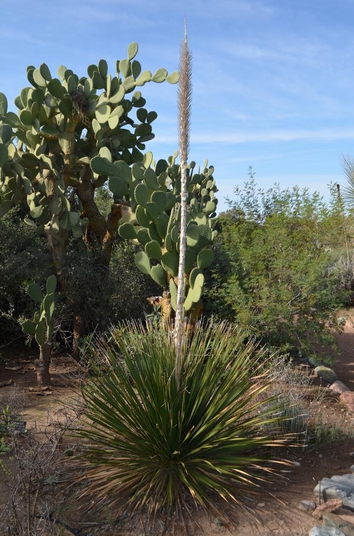 The Bloom can be twice as high as this one.