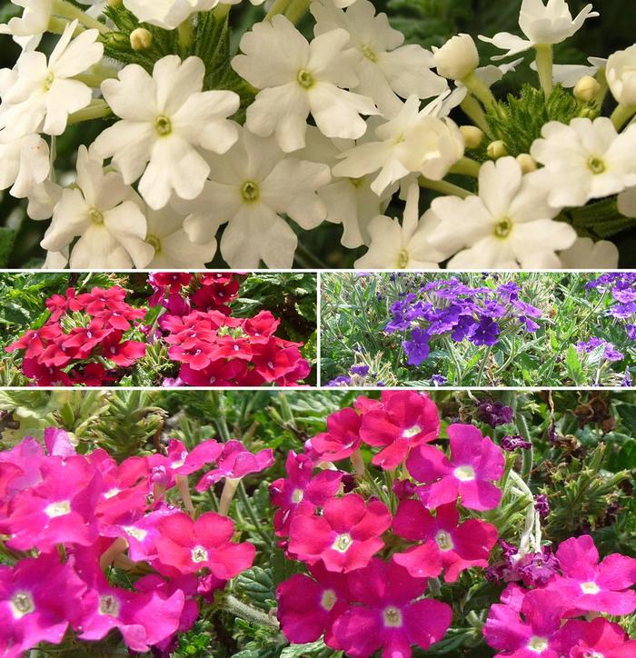 Verbena x hybrida 
