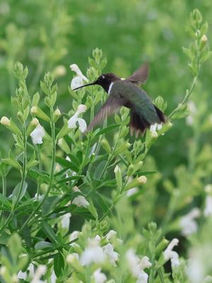 Salvia Greggii White from Mortellaros