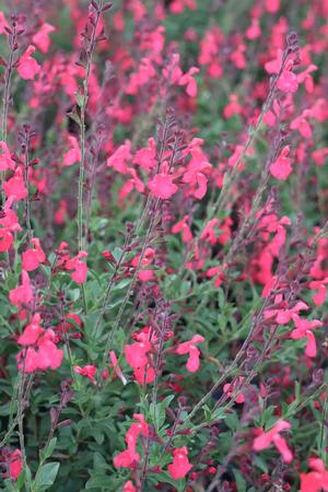 Salvia Greggii Coral from Mortellaros