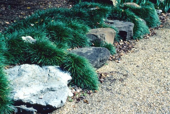 Ophiopogon japonicus Nana