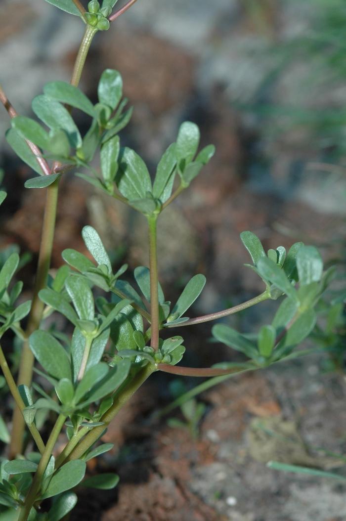 Portulaca oleracea 
