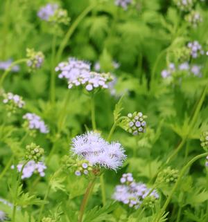 Conoclinium greggii - from Mortellaros