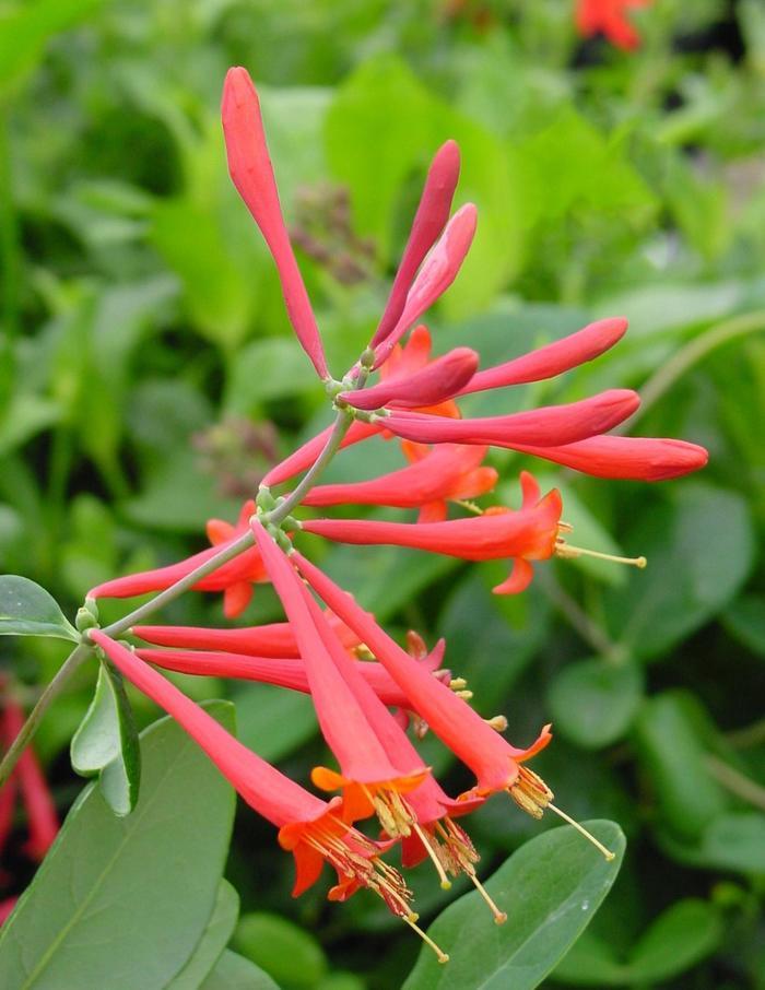 Lonicera sempervirens 