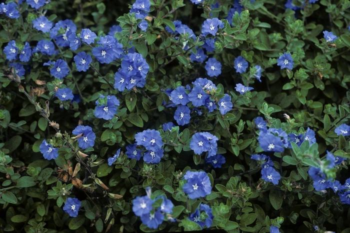 Evolvulu glomeratus Blue Daze