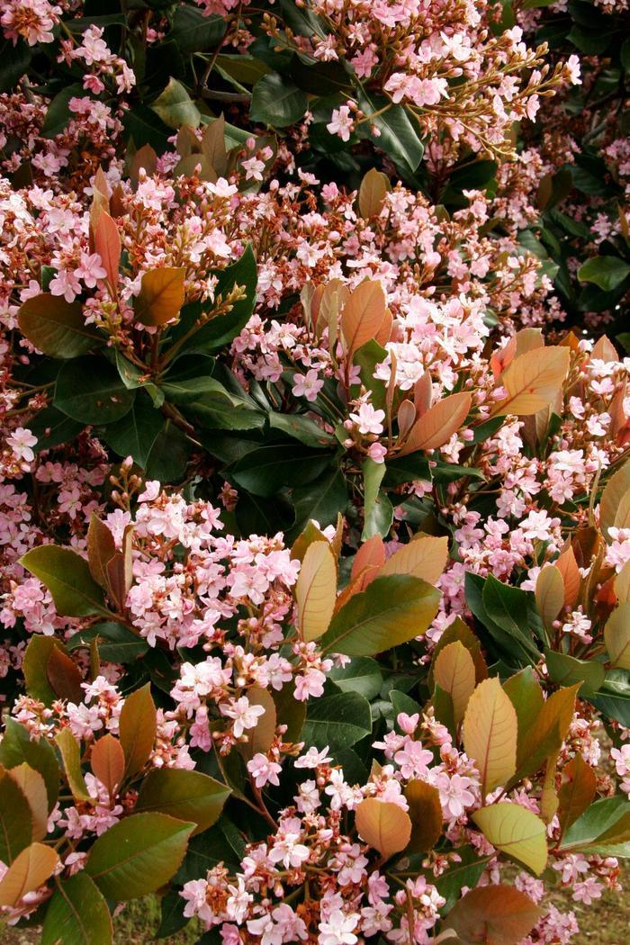 Rhaphiolepis indica Rosalinda