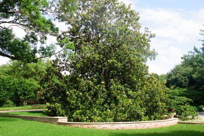Magnolia grandiflora 