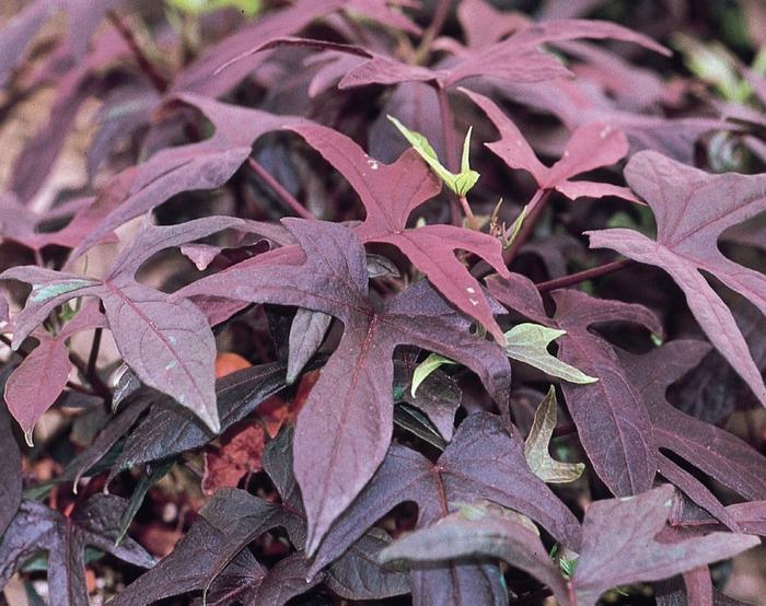 Ipomoea batatas Blackie