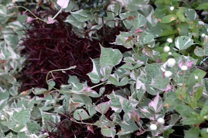 Ipomoea batatas tricolor